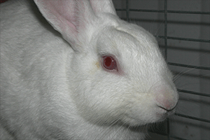 Good news: the rabbit’s&nbsp;dead!